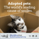 Pet Shelter Social Campaign 4