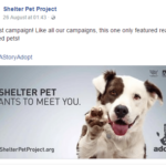 Pet Shelter Social Campaign 5