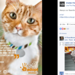 Pet Shelter Social Campaign 2